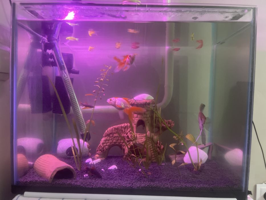 продаются рыбы срочно по низким ценам