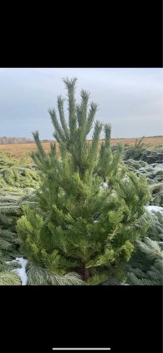 Продажа ёлок в мамлютки