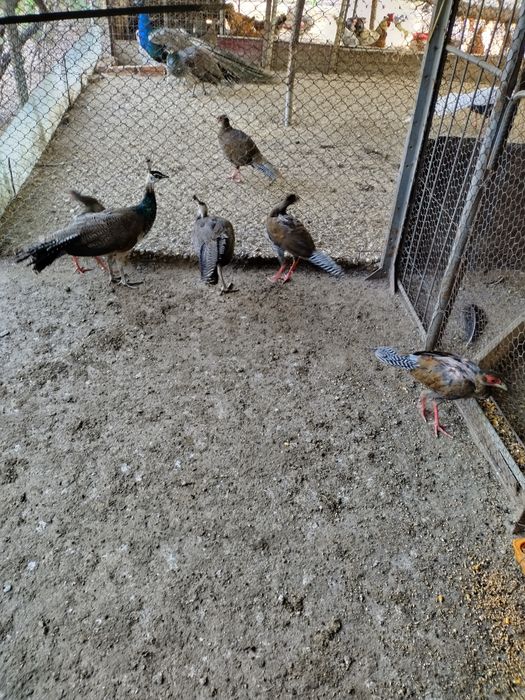 Se dau spre vânzare pui de fazan comuni și pui de fazan  argintiu