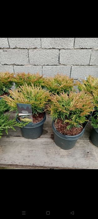 Можжевельники разных видов