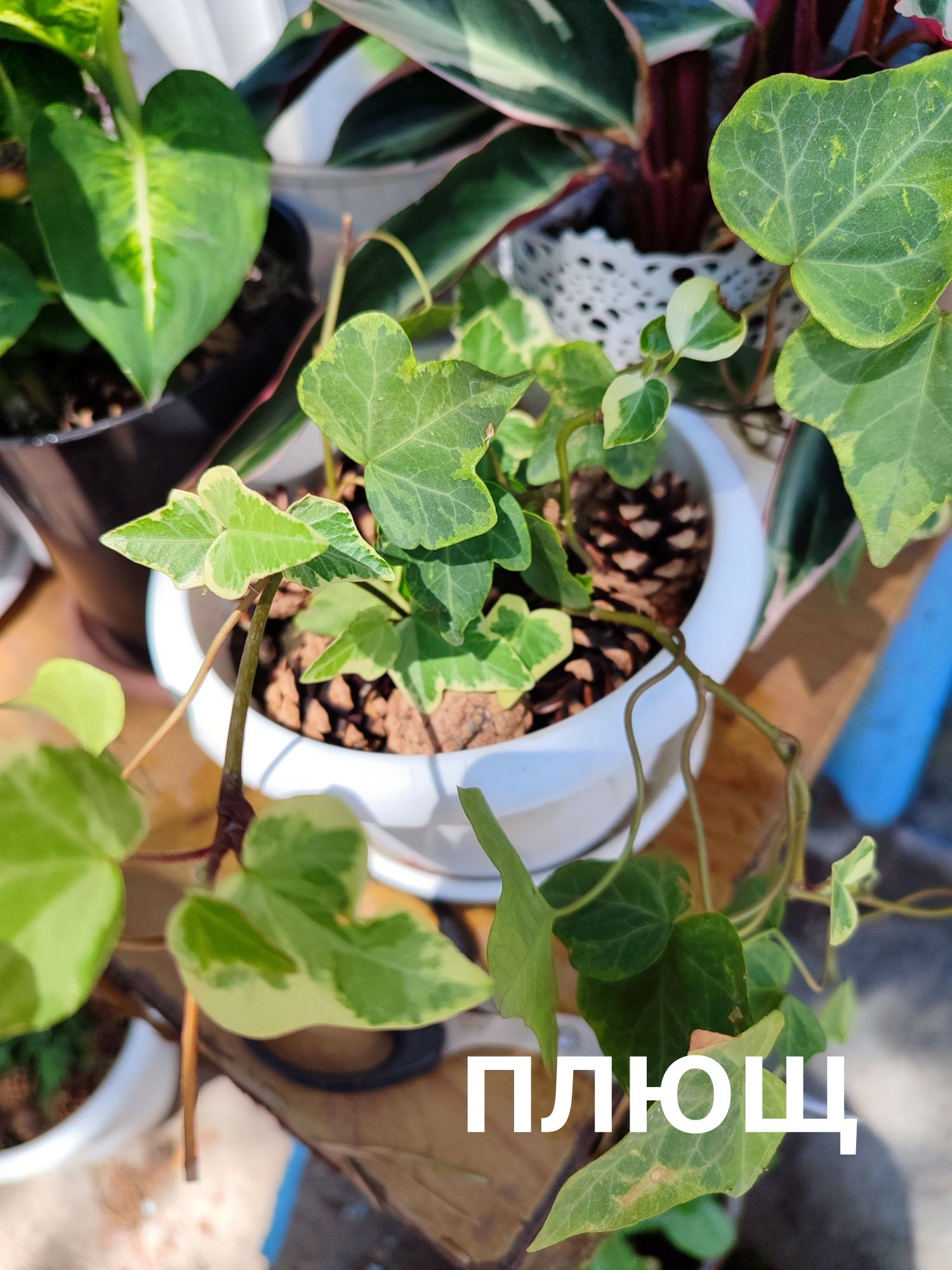 Продам комнатные растения