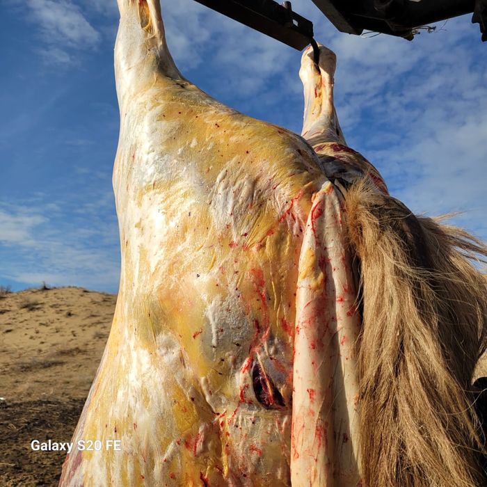 Байланға жылқы етін сатамыз еті өте дәмді аузыңызда ериді