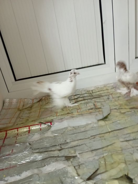 Каптарлар сотилади