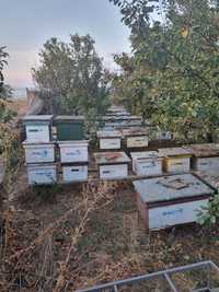 Cutii stupi albine- stare foarte bună, pe alese