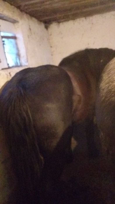 Vand 4 iepe si 4 manzi