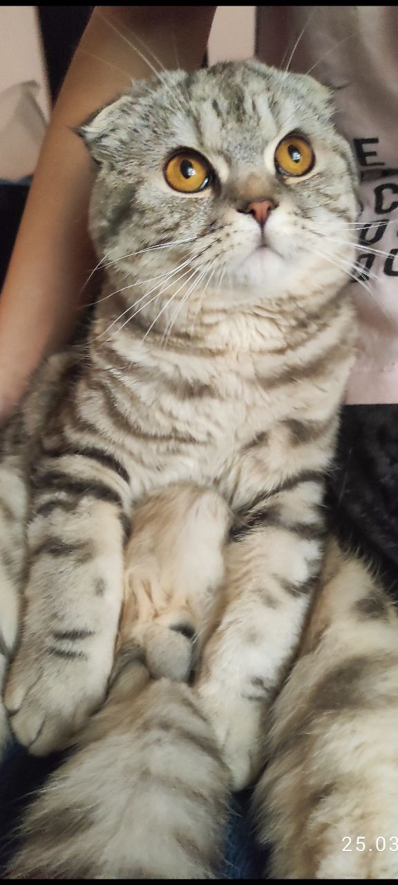 вислоухий шотландский кот