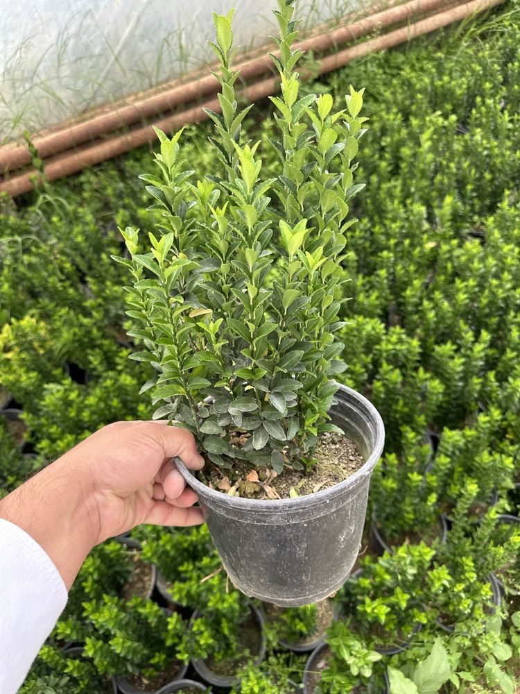 Euonymus Japonica Green Spire 3 L. Бересклет