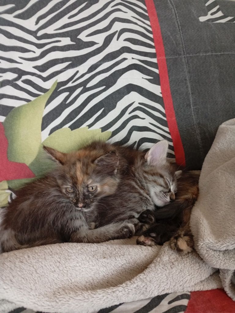 Котета си търсят дом