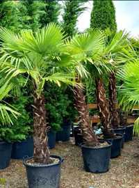 Palmier rezistent la frig Trachycarpus Fortunei ( chamaerops excelsa )