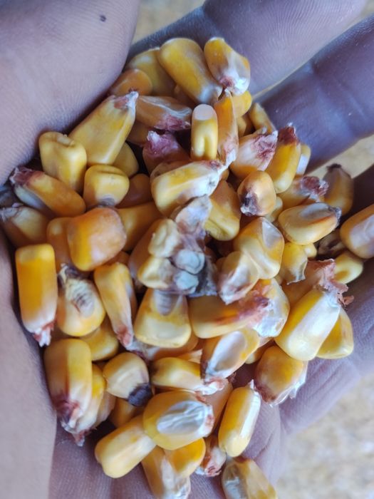 Porumb de vânzare 1.20 lei