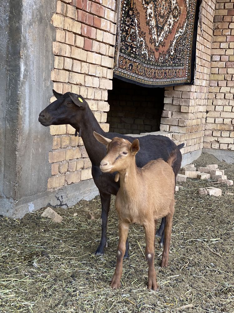 Така зотли