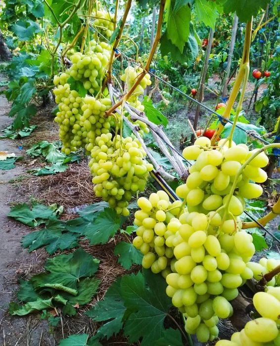 Vita de vie soiuri cu gust de muscat si gust armonios fructat