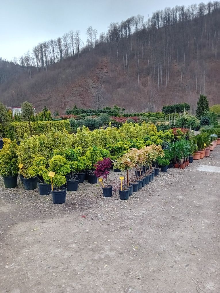 Vând plante naturale ornamentale