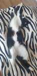 Ingrijire  animalute Pet  sitting