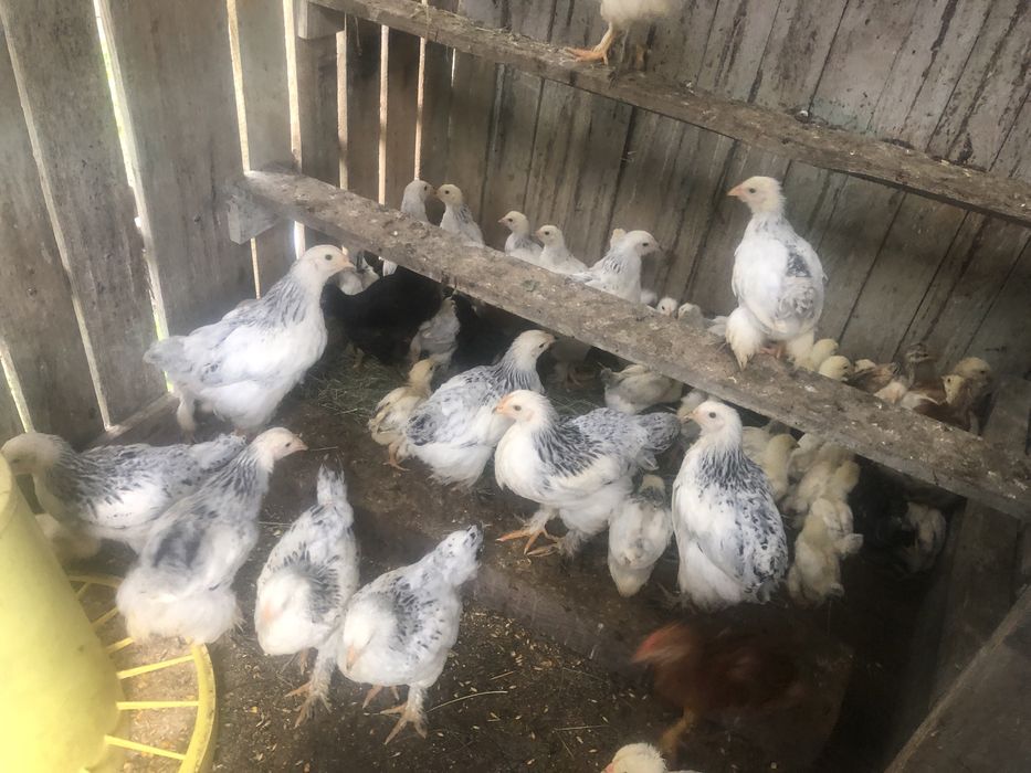 Oua de găina incubator gaini rase mari de carne și oua mari proaspete