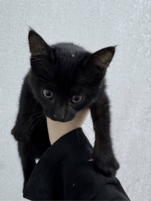 Котенок, мальчик