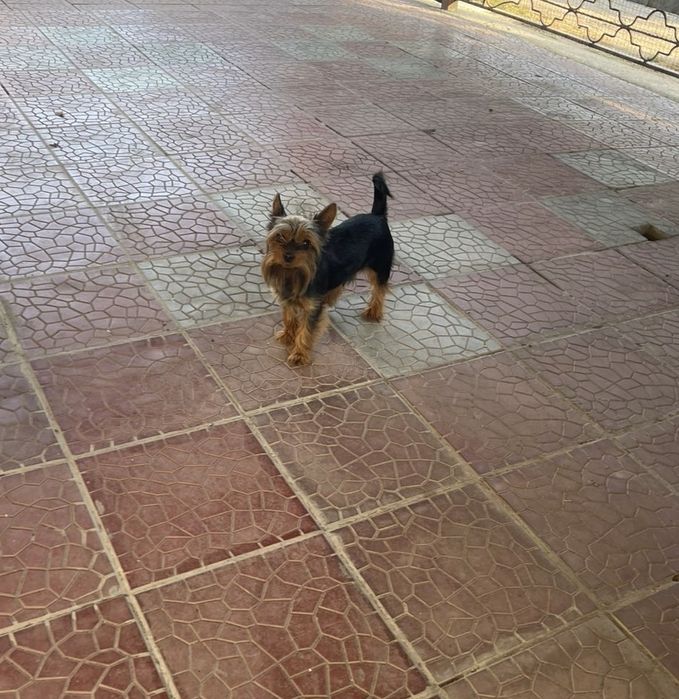 Щенята Йорка красавчики