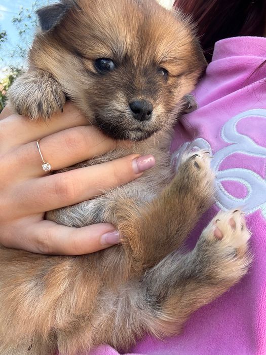 Подарявам 4 кученца малка порода