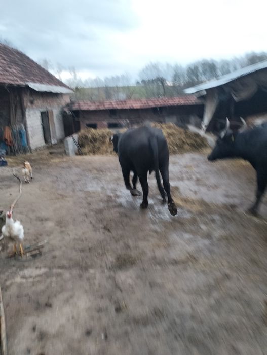 Vând 2 bivolițe .