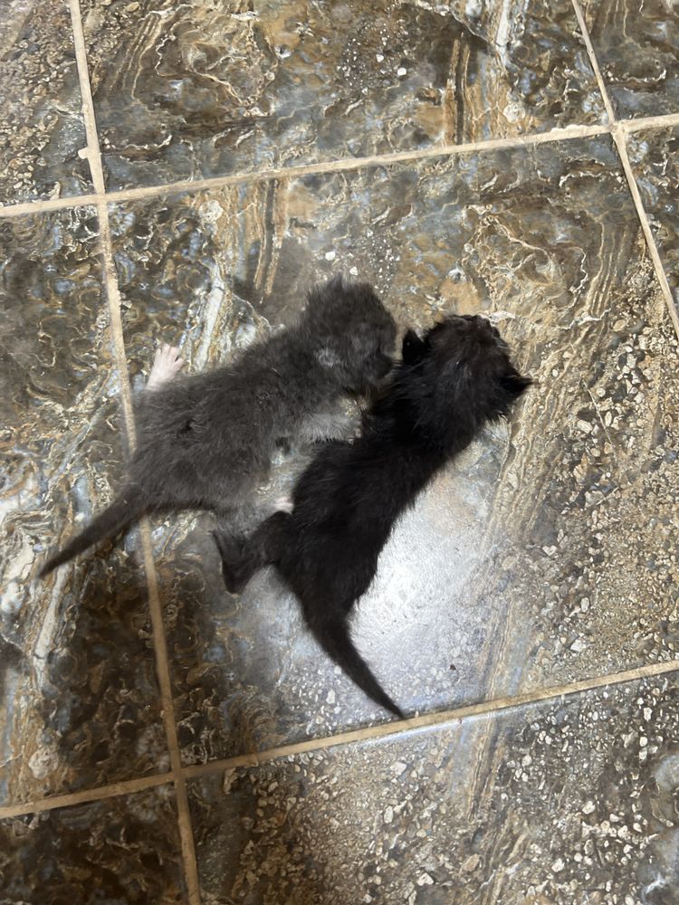 Маленькие котята