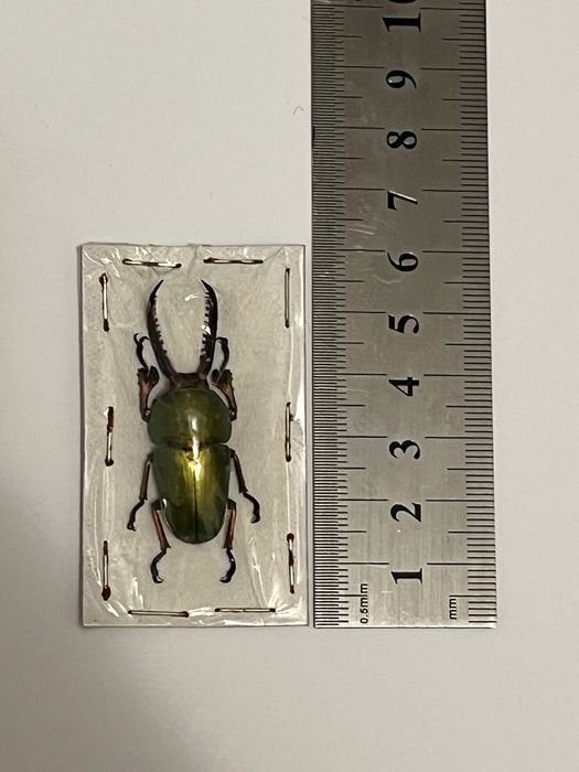 Видове насекоми бръмбари колекция