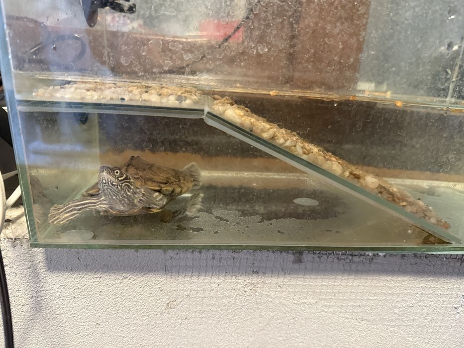 Broasca testoasa + acvariu