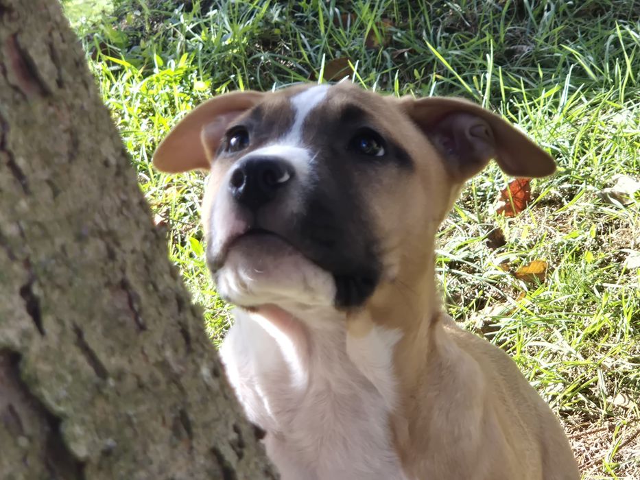 Femela 3 luni american staffordshire terrier cu pedigree