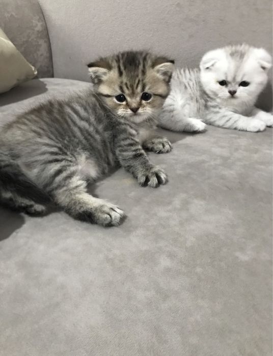 Очаровательные шотландские котята ждут своих любящих хозяев