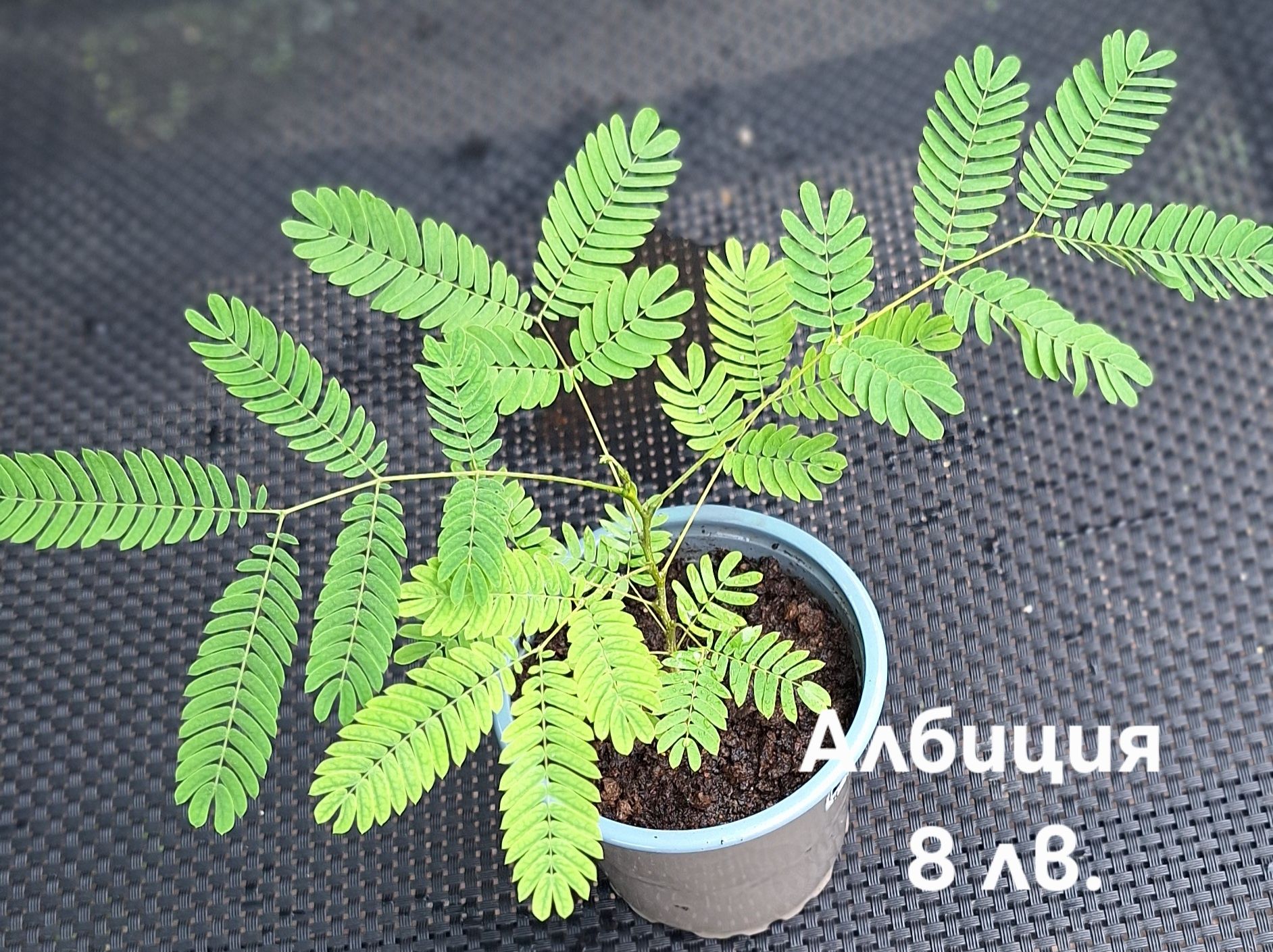 Предлагам стайни  цветя