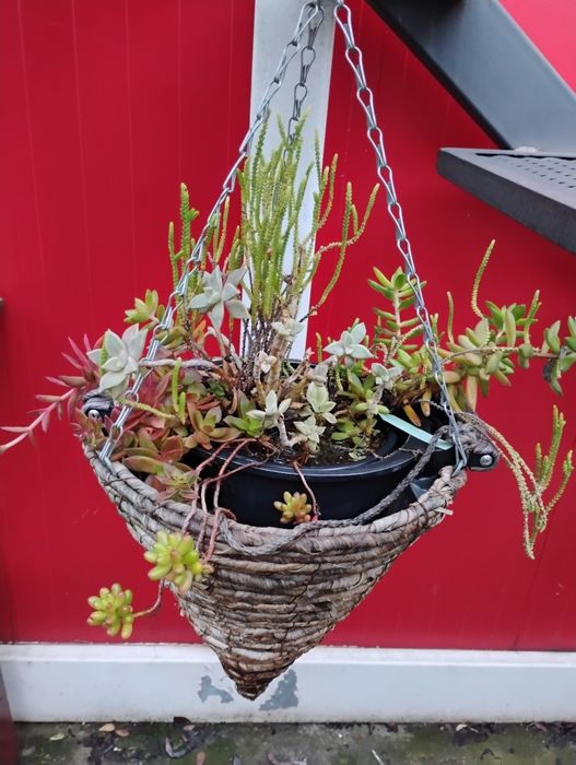 Coș cu mix de plante suculente