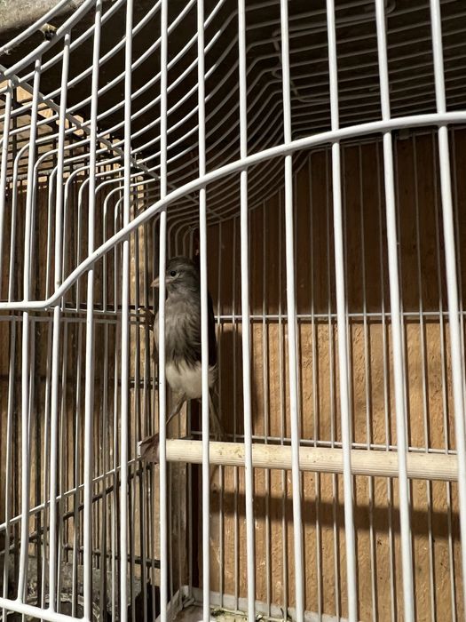 Vând canari, femele şi masculi tineri