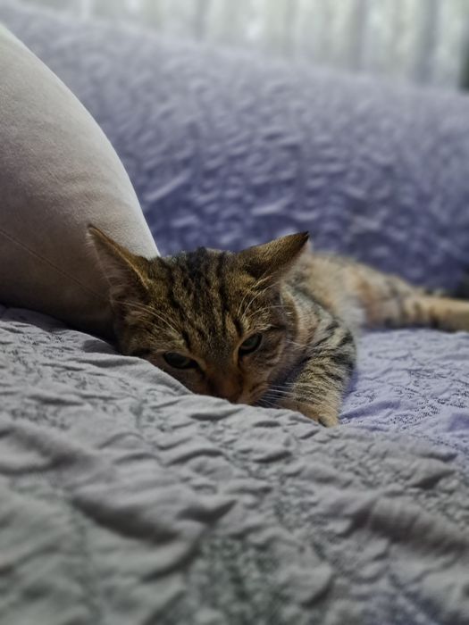 послушная кошка в хорошие руки