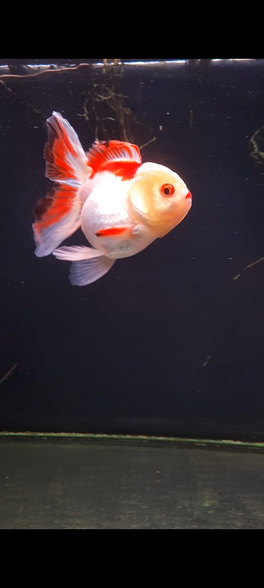 Caras voalat Oranda