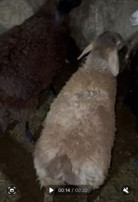 Қой, тоқты сатылады.