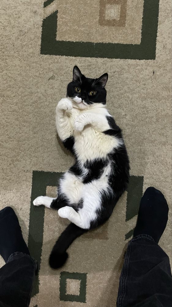 Шотландский кот,
