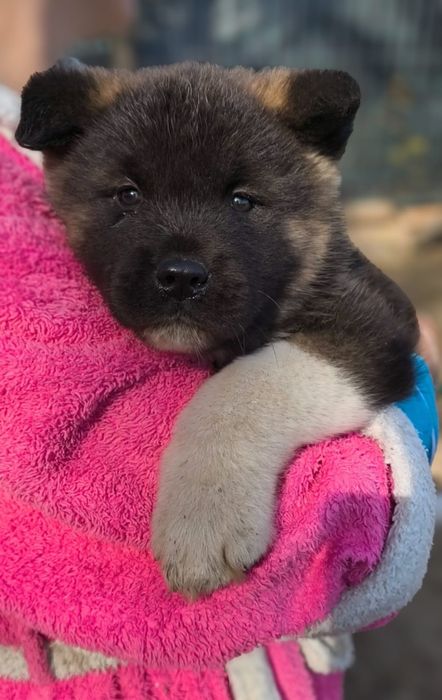 Pui Akita American, rasa pura