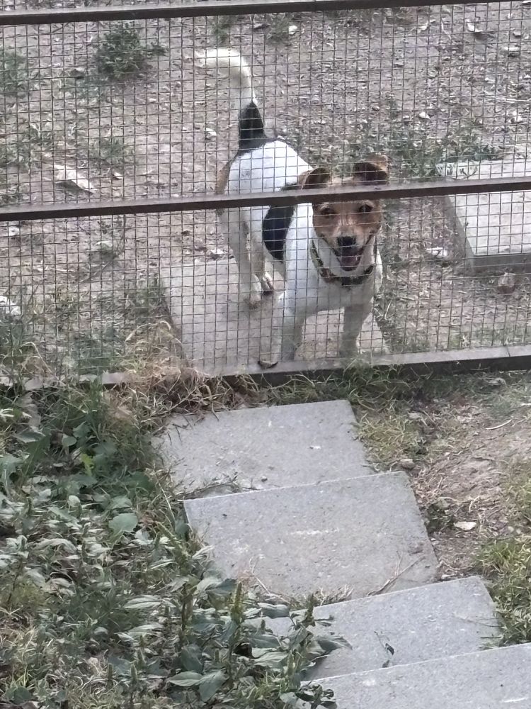 Подарявам Джак ръсел