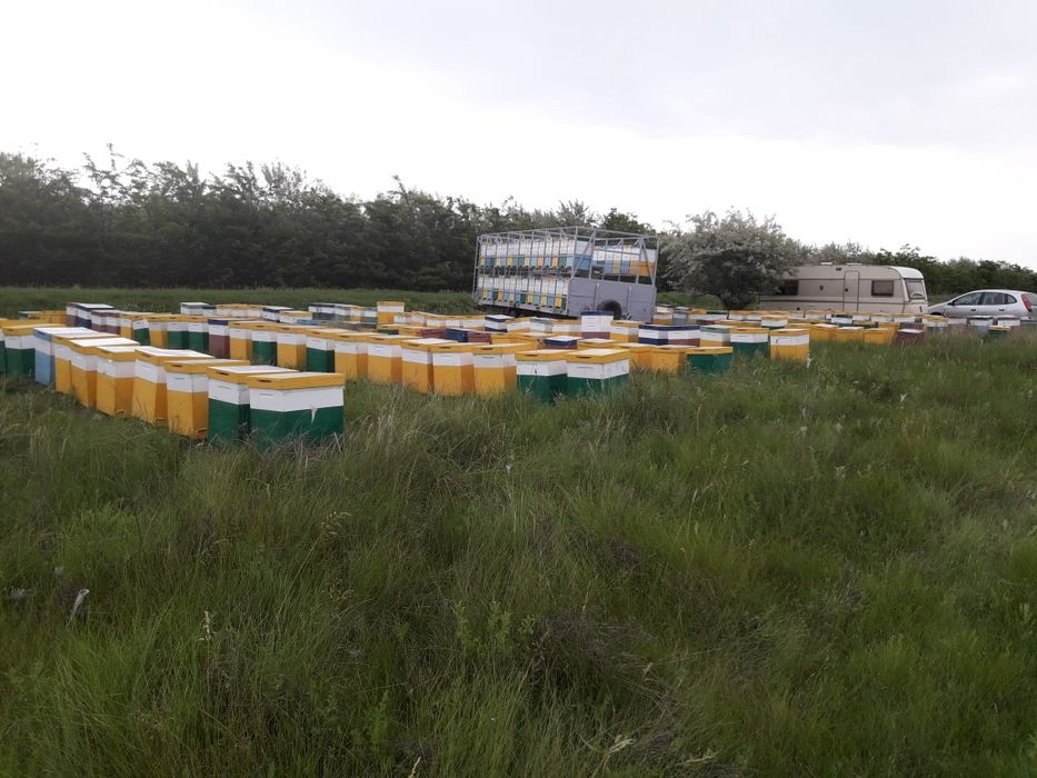 Miere en gross  poliflora 2025