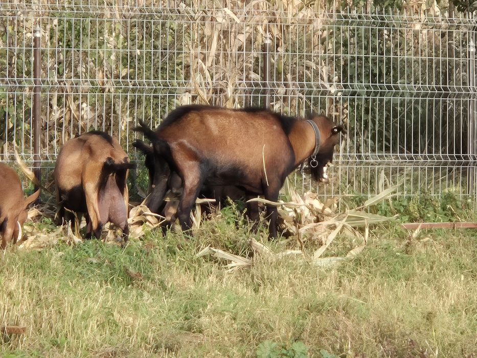 Țap alpin francez