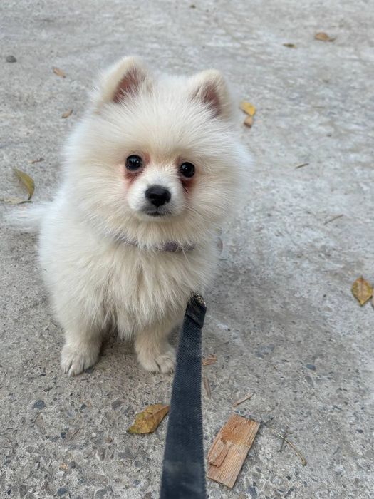 Померанский шпиц мальчик