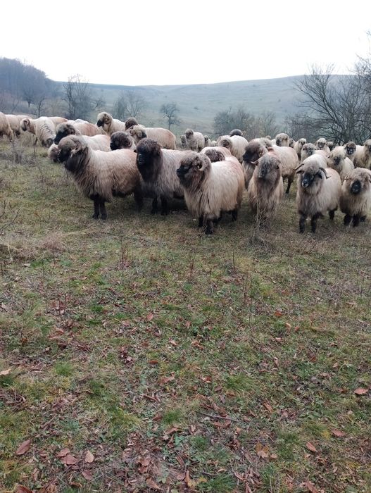 Oi bucalai disponibile