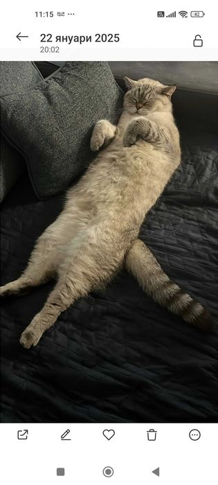 Подарявам чистокръвен британец