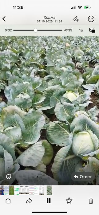 Продам капусту зимний сорт с поля
