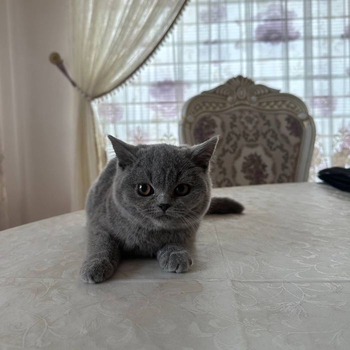 Британские котята