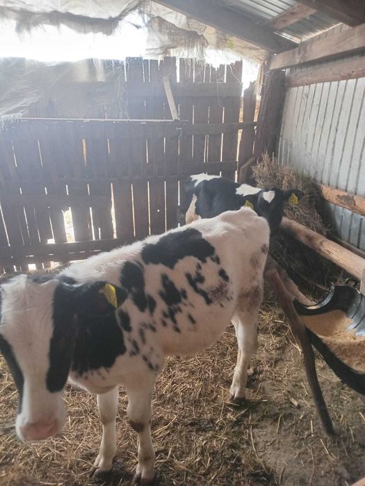 Vând 2 tăurași de 3 luni