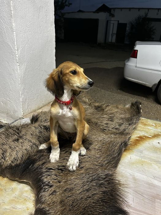 Құмай Тазы 5 айлық