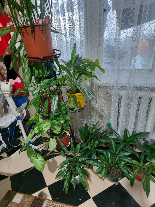 Комнатные цветы продам
