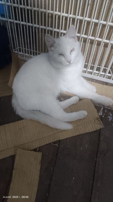 Отдам кота турецкого