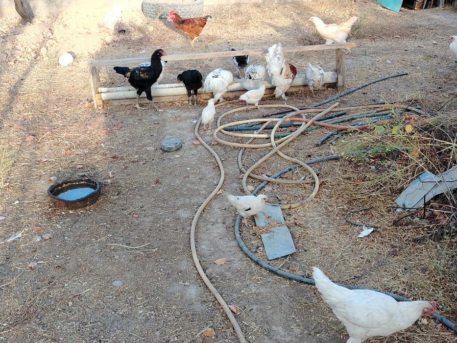 Домашние куры несущки