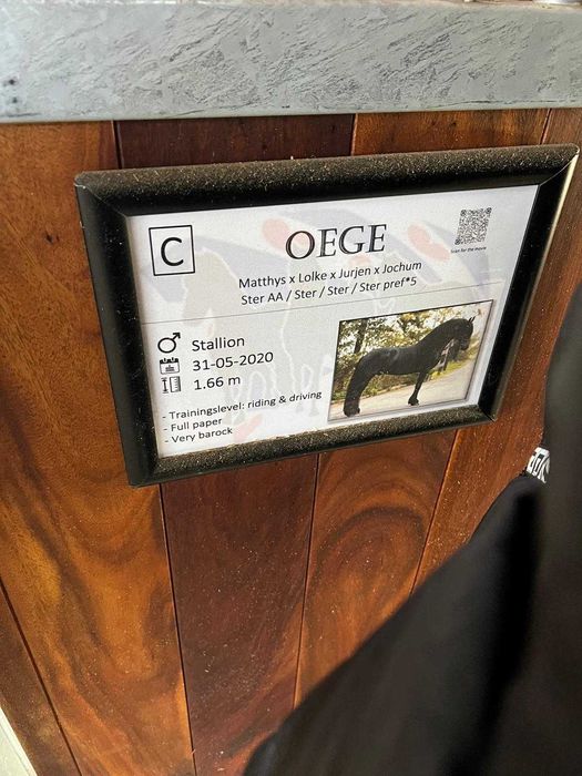 Vand Frizian tanar 5 ani ,cal deosebit, prezenta impresionanta !!